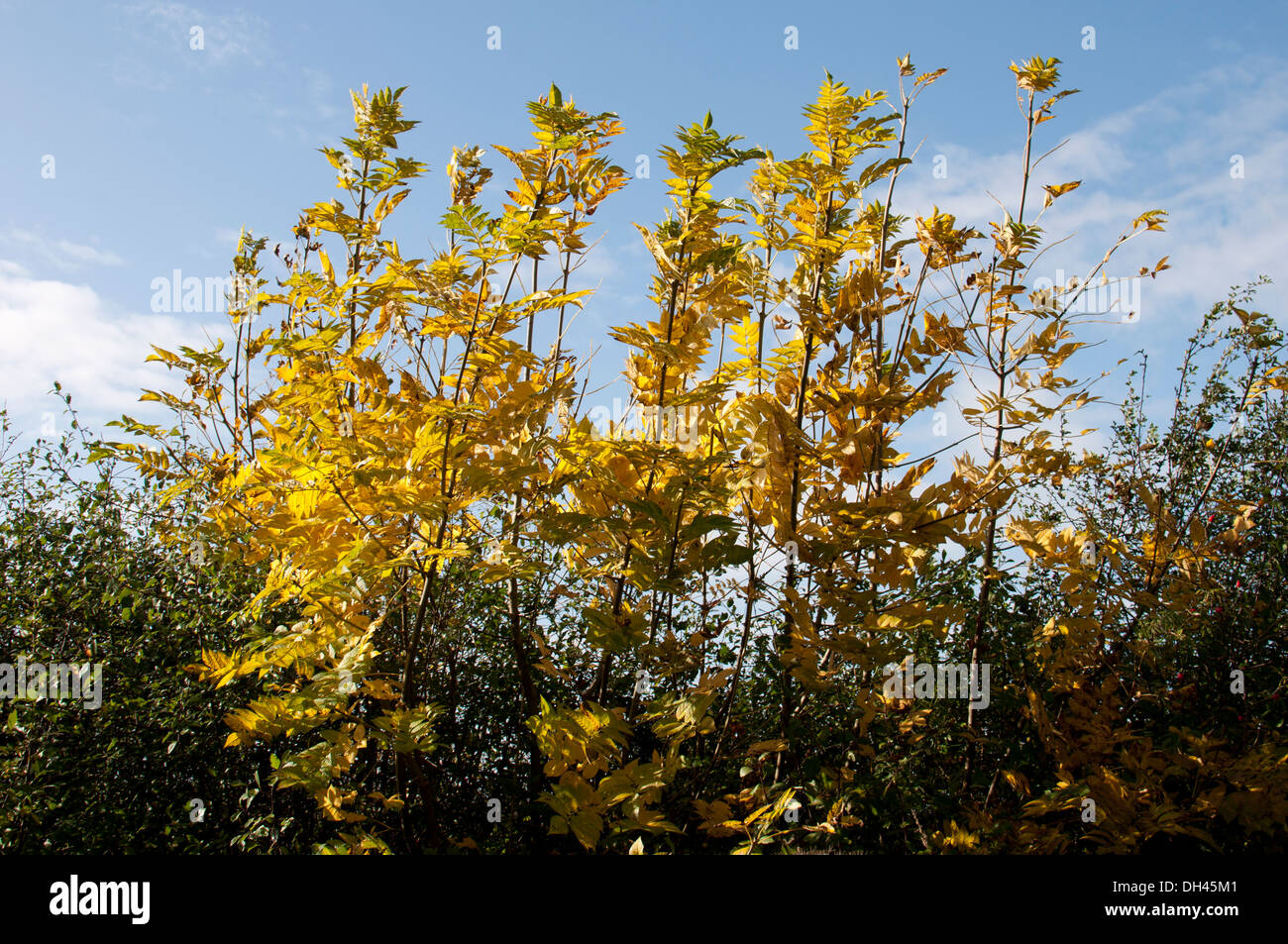 Ceneri le foglie in autunno in un inglese di siepe. Foto Stock