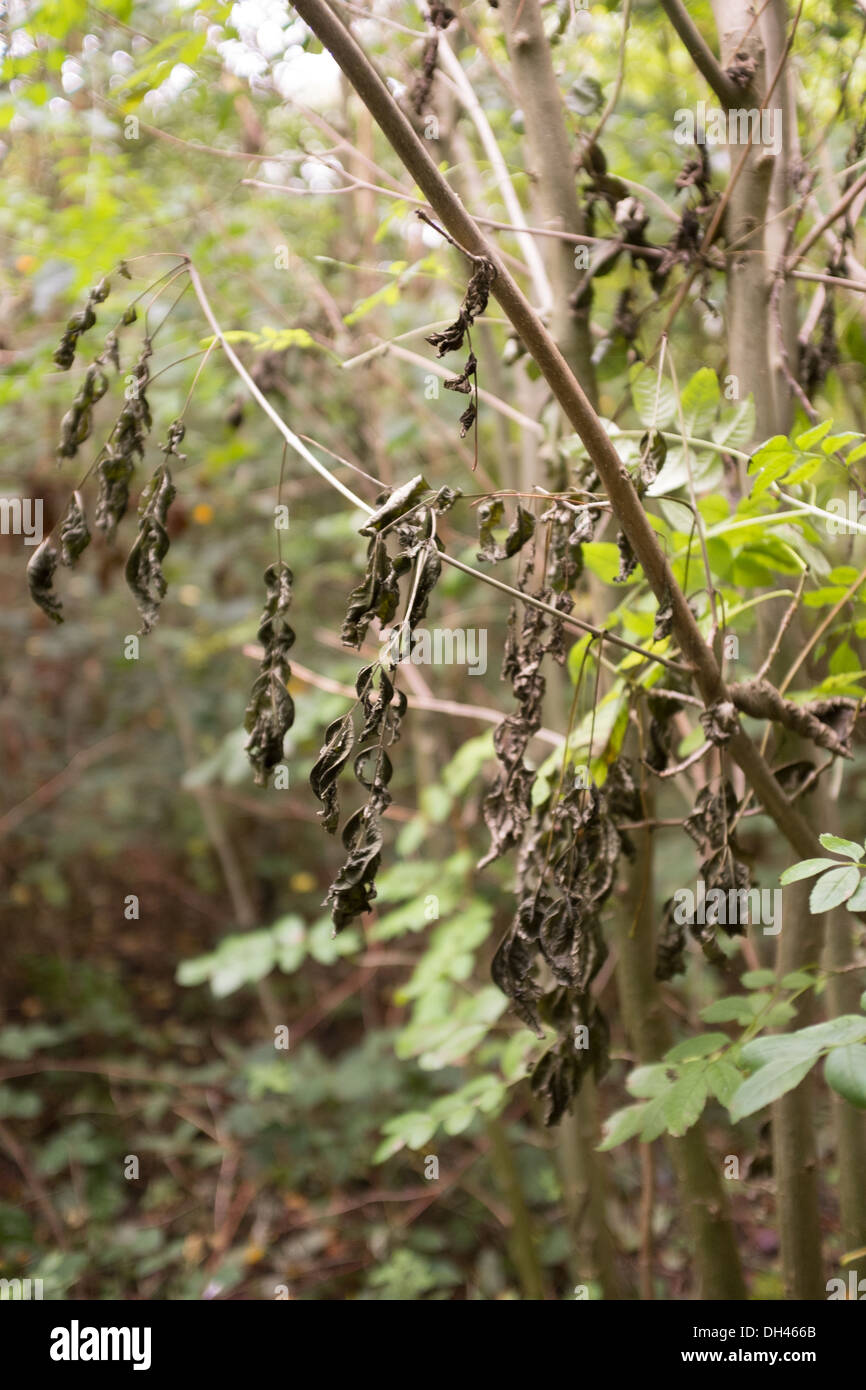 Annerita cenere morta lascia ancora appeso sulla struttura ad albero: spia sintomo di deperimento di cenere nel bosco in Norfolk Foto Stock