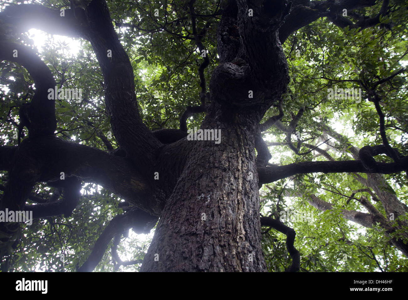 tronco di albero , foresta pluviale , india , asia Foto Stock