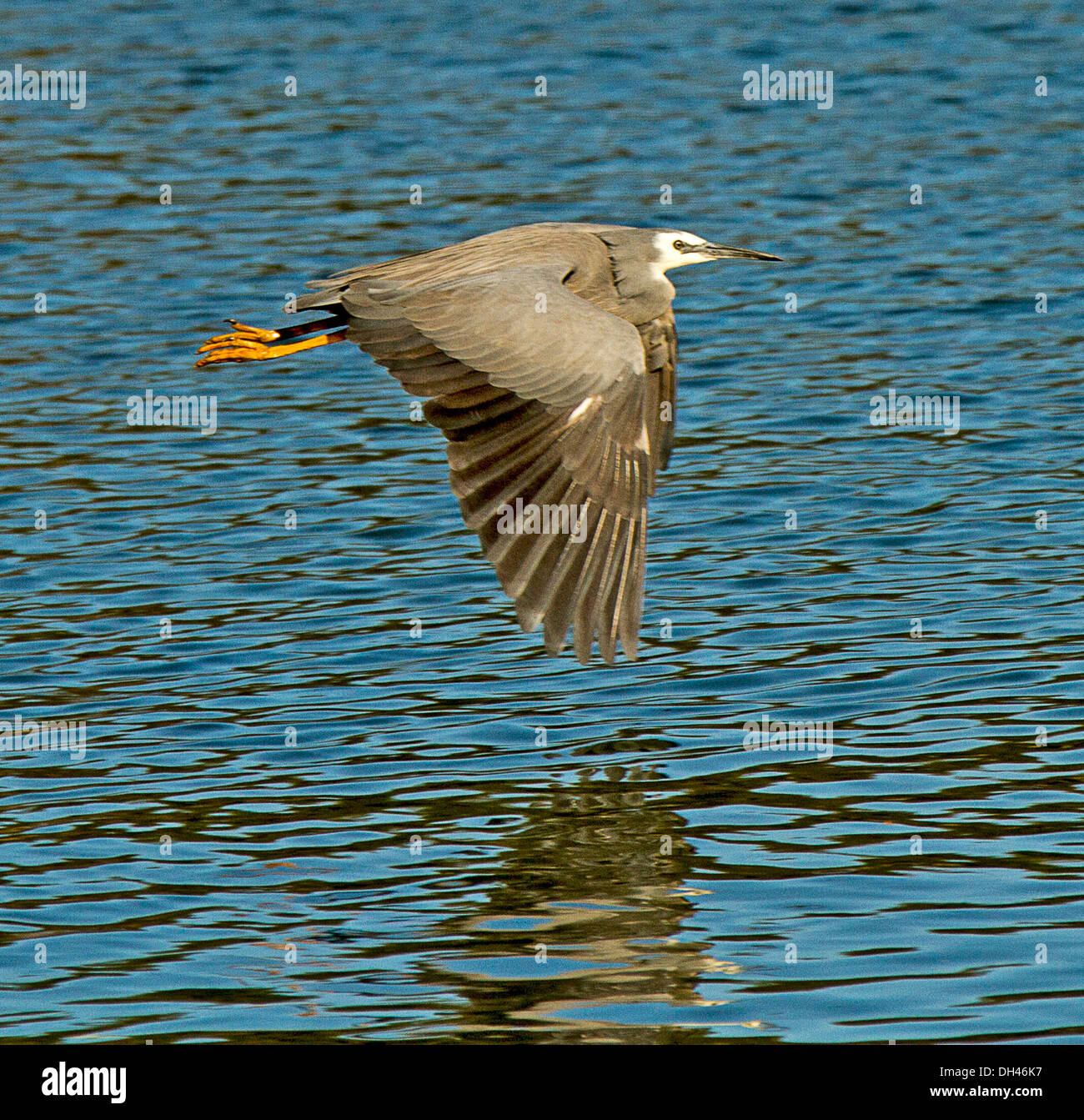 Bianco australiano di fronte heron in volo sulle acque azzurre della laguna costiera a Nambucca capi nel nord del New South Wales AUSTRALIA Foto Stock