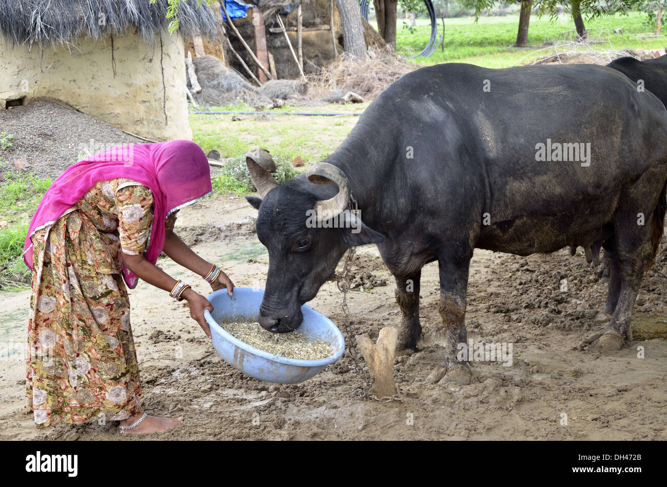 Donna indiana di alimentazione alimentazione del bestiame a Buffalo Jodhpur Rajasthan India Asia Foto Stock