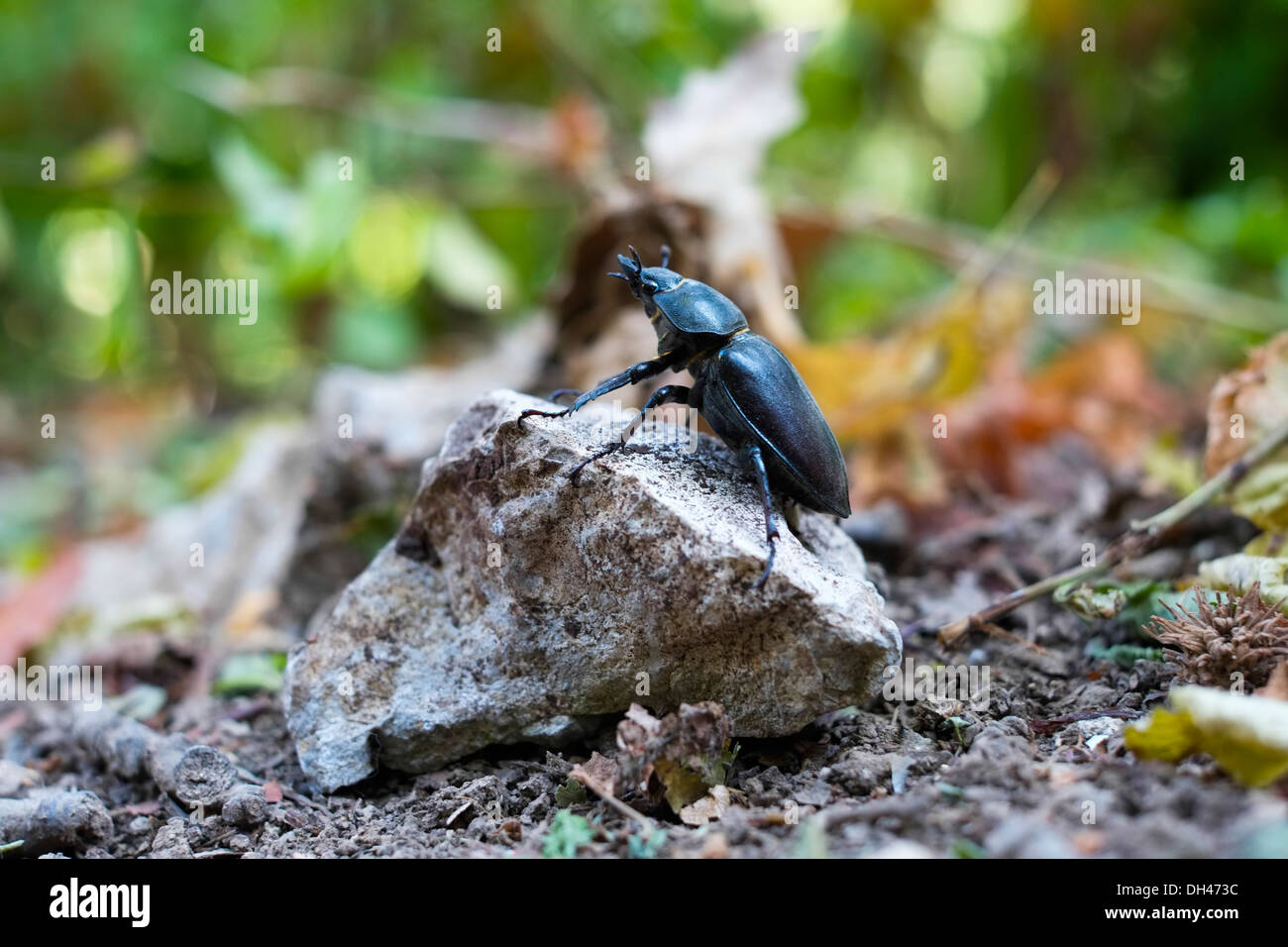 Close up beetle su una pietra Foto Stock
