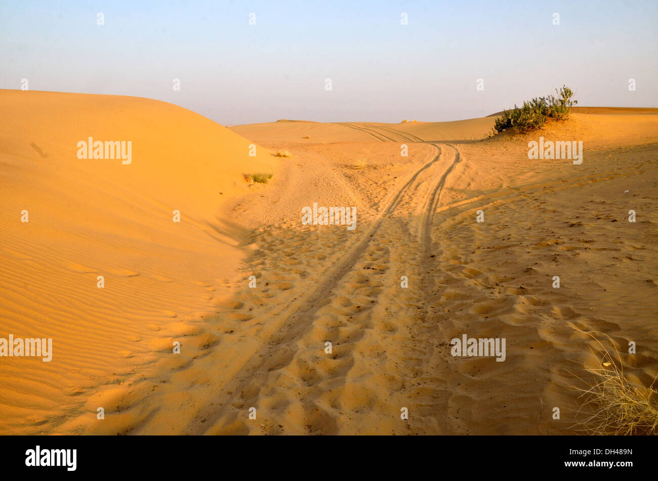 I marchi di pneumatici del carrello del cammello e impianto sulle dune di sabbia del deserto del Rajasthan India Asia Foto Stock