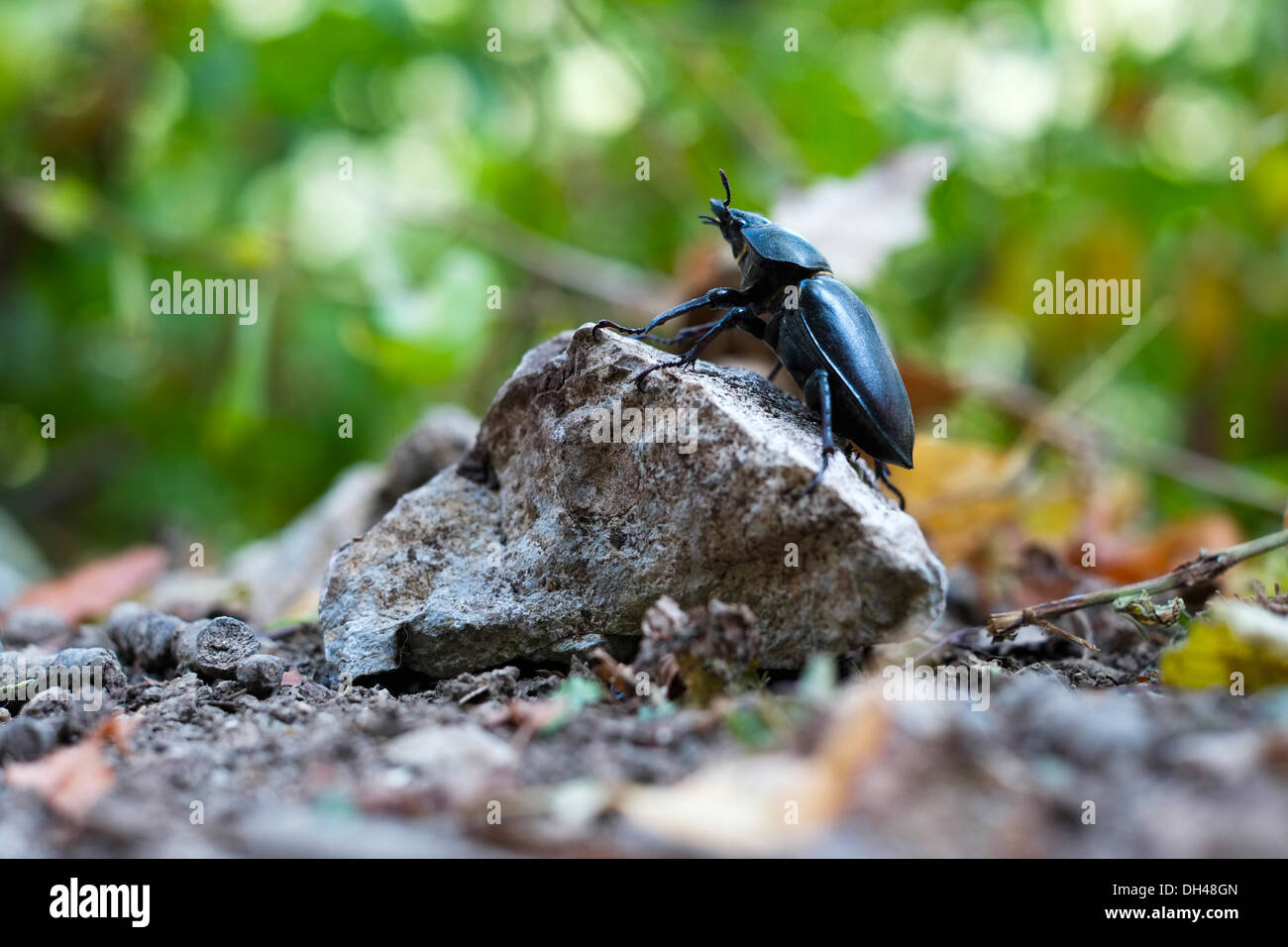Close up beetle su una pietra Foto Stock