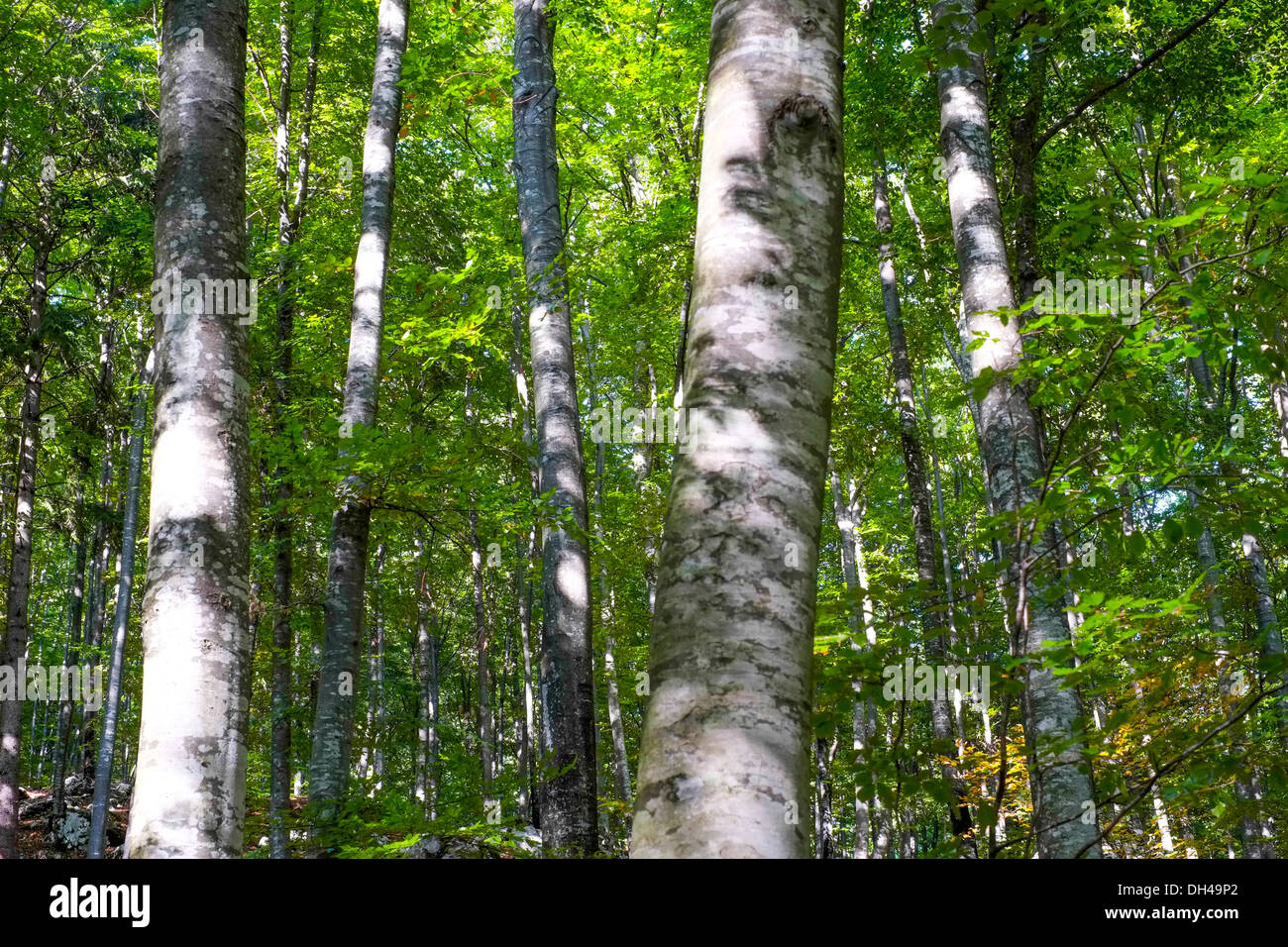 Foresta Vicino a Bovec in Slovenia Foto Stock