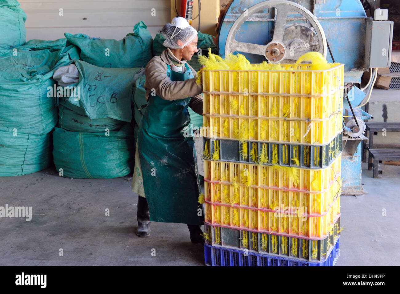 Donna che lavorano in piume di struzzo factory sud africa Foto Stock