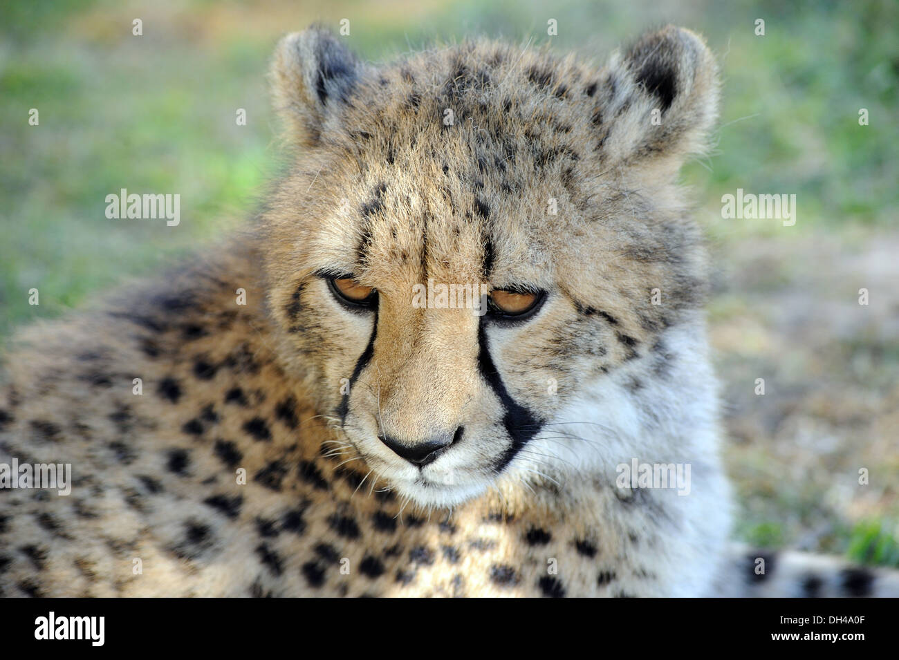 Leopard africani sud africa Foto Stock