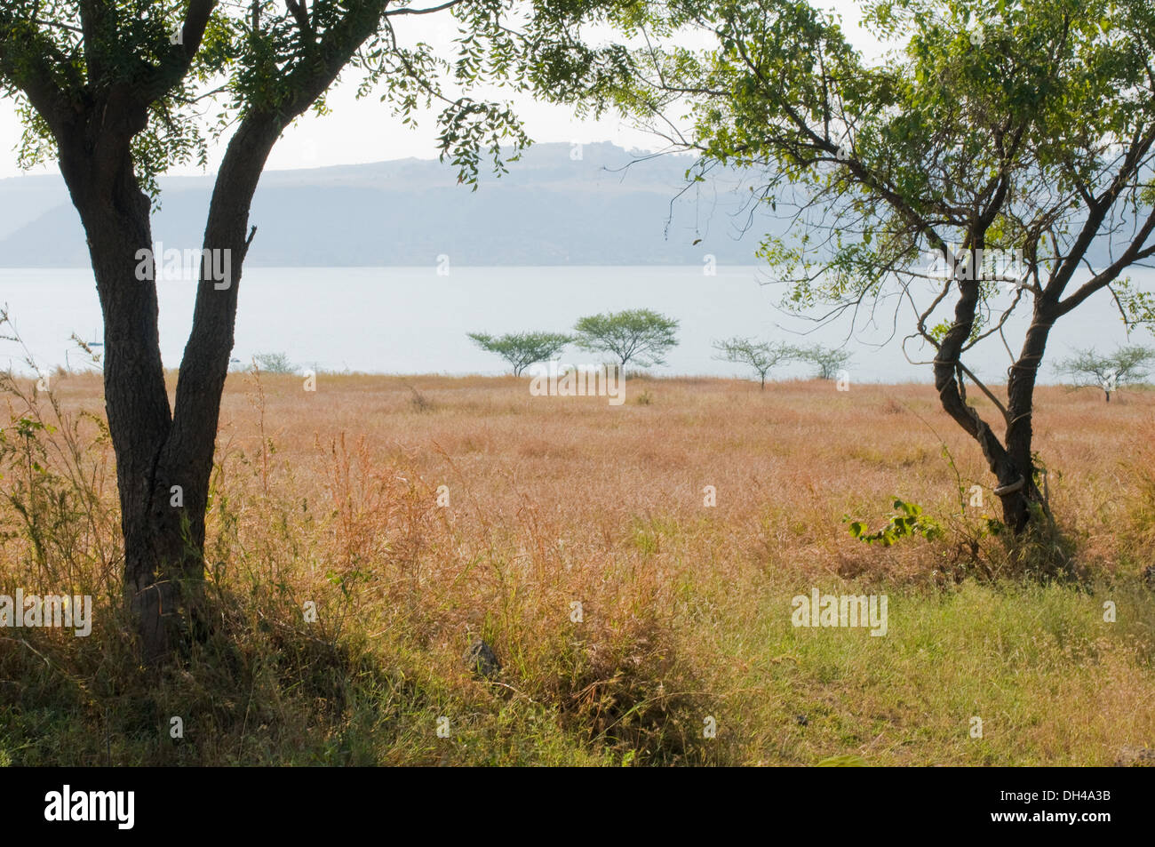 Paesaggio di erba terra albero acqua lato lago Borgiri Maharashtra India Asia Nov 2011 Foto Stock