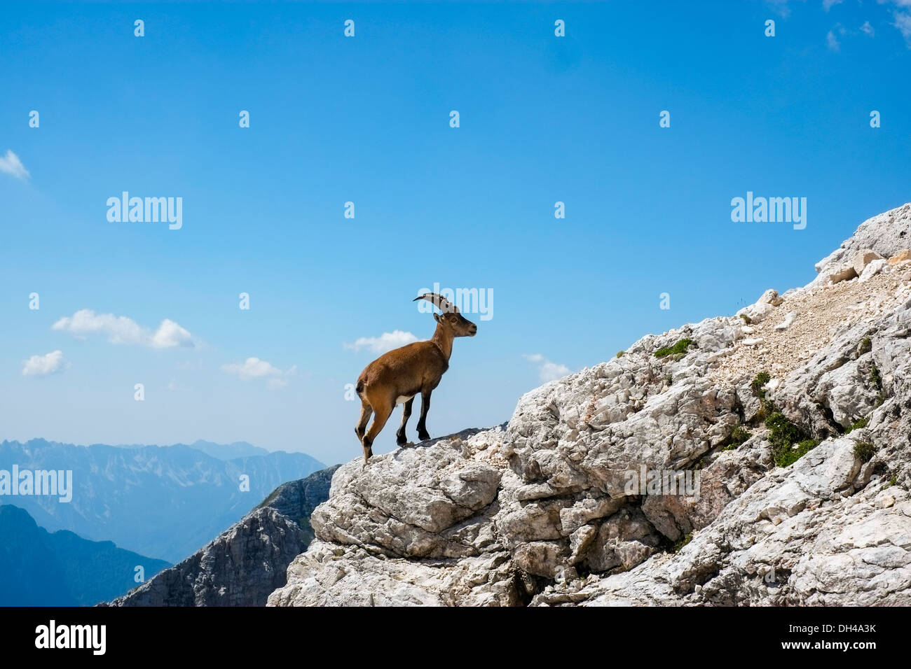 Steinbock sulla cima di una roccia in Jof di Montasio, Friuli, Italia Foto Stock