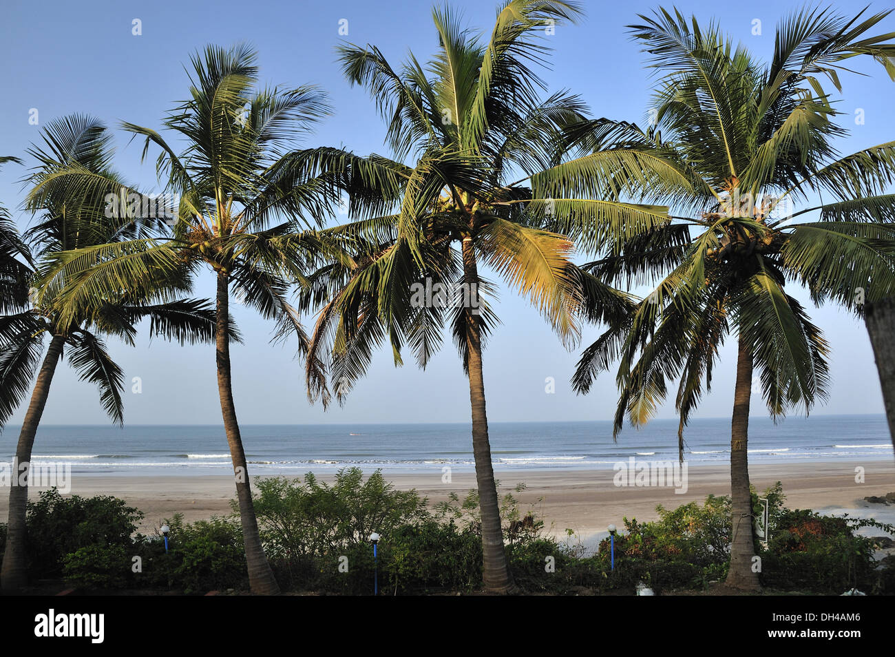 Sea scape con alberi di noce di cocco a karde ratnagiri Maharashtra India Asia Foto Stock