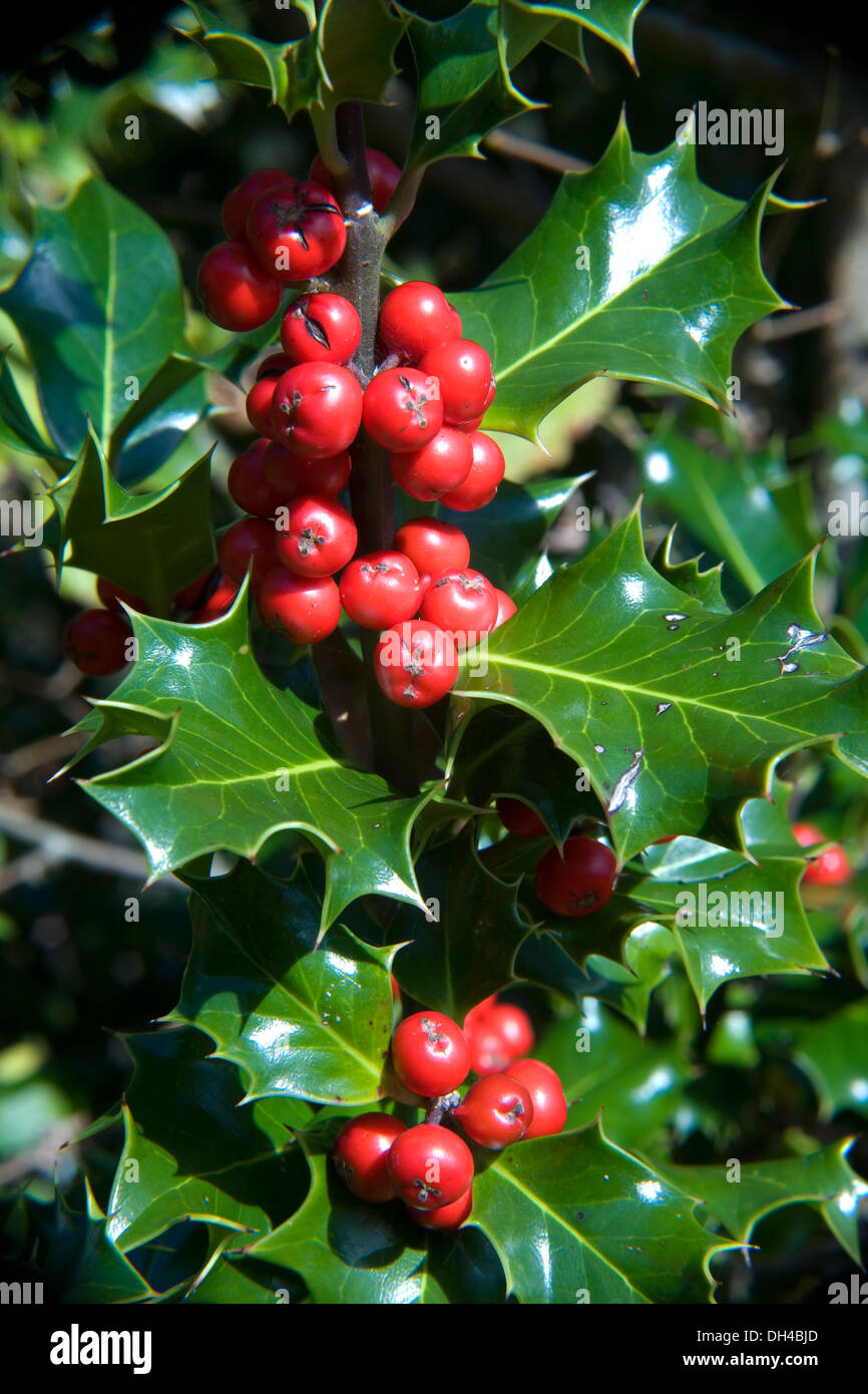 Holly o Unione Holly (Ilex aquifolium) con frutti rossi. Gorbeia parco naturale. Paesi Baschi, Spagna, Europa. Foto Stock