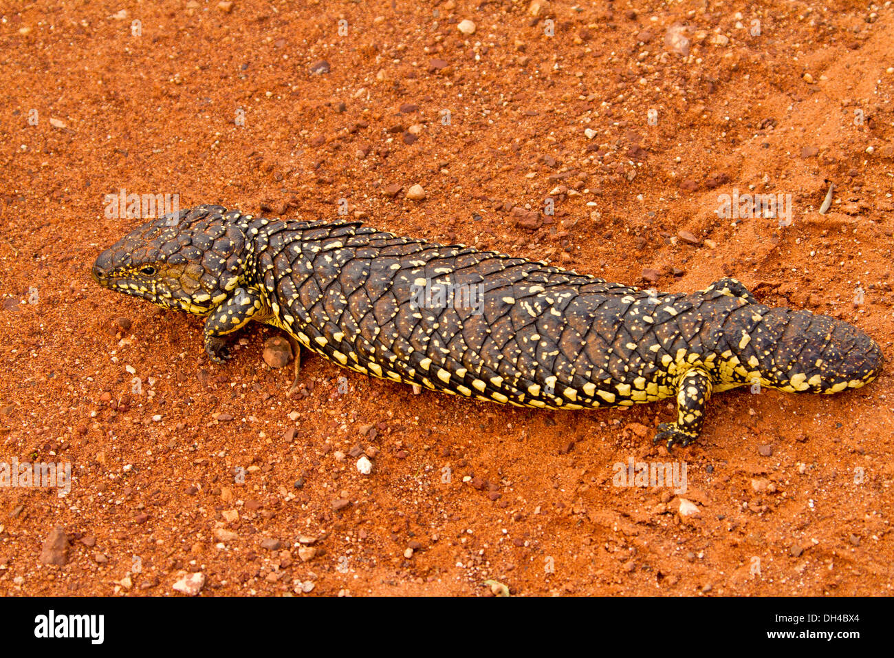 Blue tongue / shingleback lizard nel selvaggio sulla terra rossa di outback australiano Foto Stock