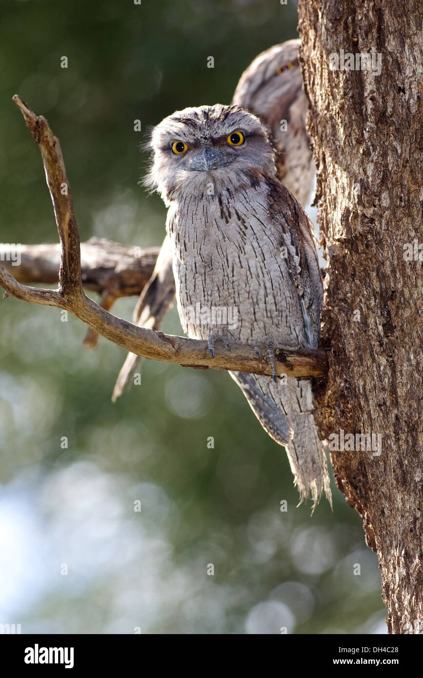 Il Tawny Frogmouth (Podargus strigoides) è un australiano specie di frogmouth. Foto Stock