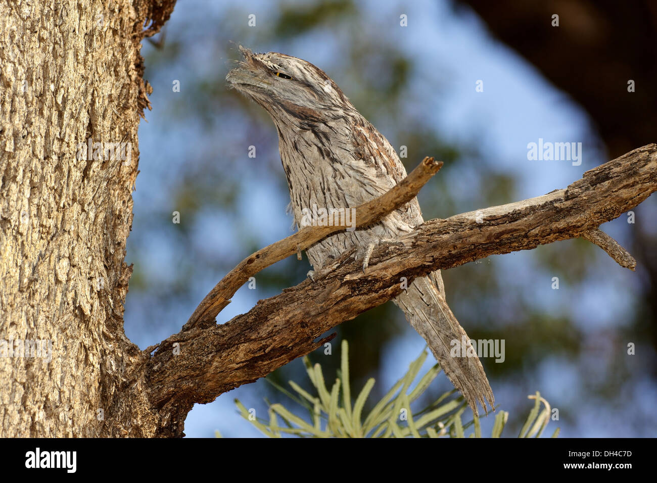 Il Tawny Frogmouth (Podargus strigoides) è un australiano specie di frogmouth. Foto Stock
