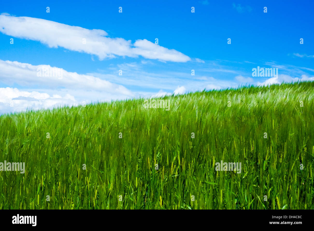 Il grano mosso dal vento nella luce del sole in primavera con il blu del cielo Foto Stock
