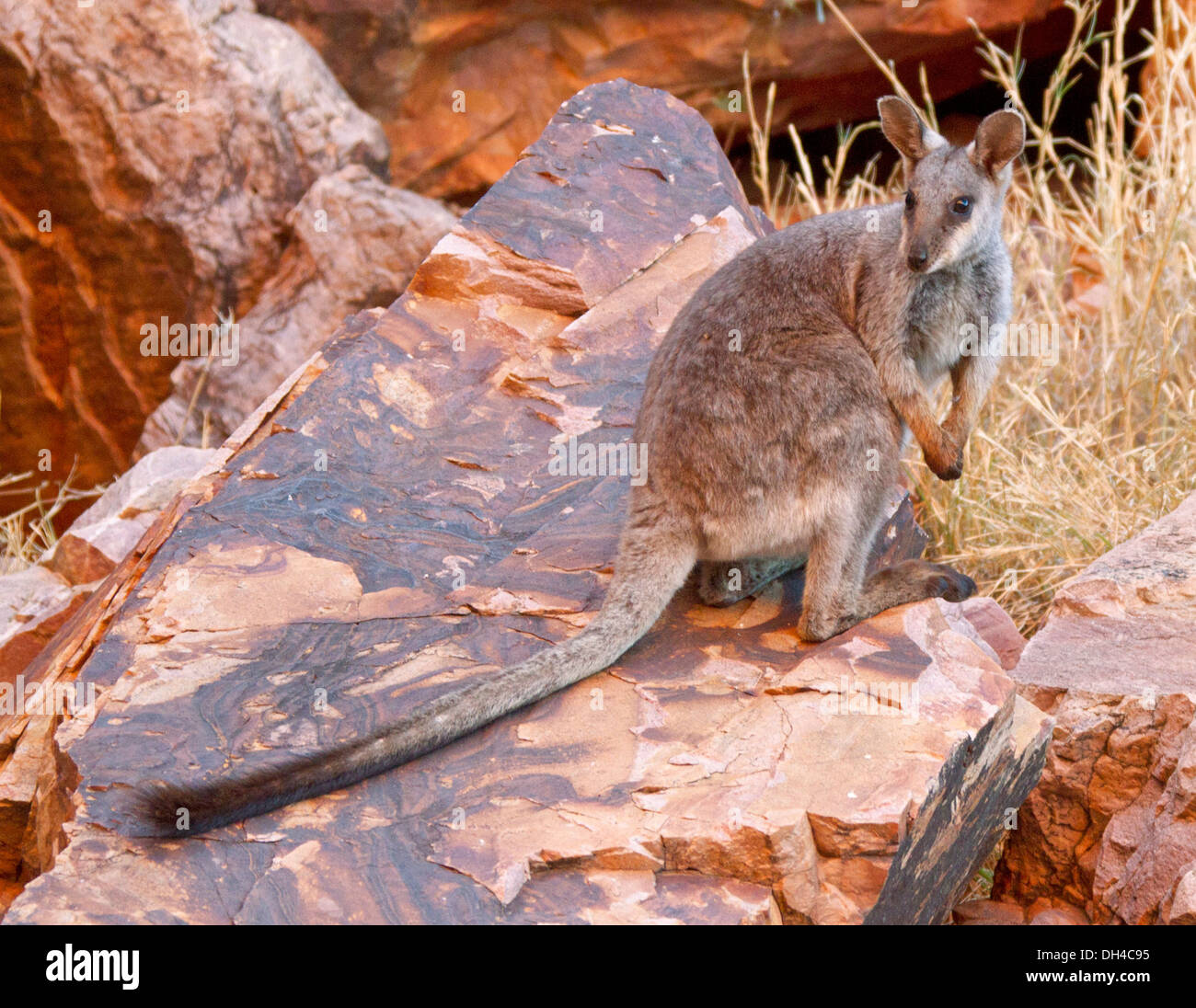 Raro nero-footed rock wallaby Petrogale lateralis sulle rocce nel selvaggio a Simpson Gap nella Catena Montuosa di West MacDonnell vicino a Alice Springs NT Australia Foto Stock