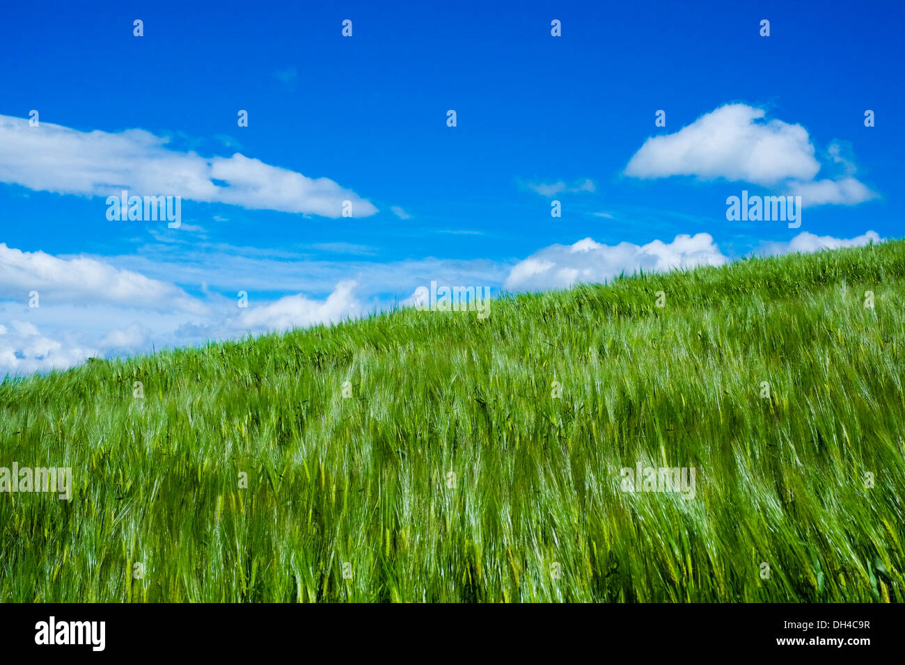 Il grano mosso dal vento nella luce del sole in primavera con il blu del cielo Foto Stock
