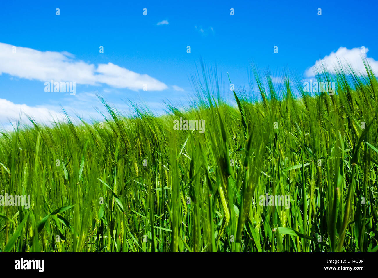 Il grano mosso dal vento nella luce del sole in primavera con il blu del cielo Foto Stock