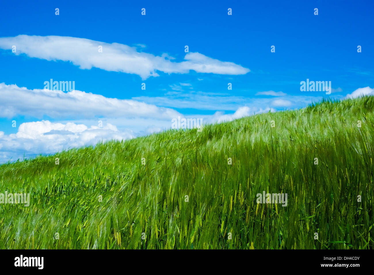 Il grano mosso dal vento nella luce del sole in primavera con il blu del cielo Foto Stock
