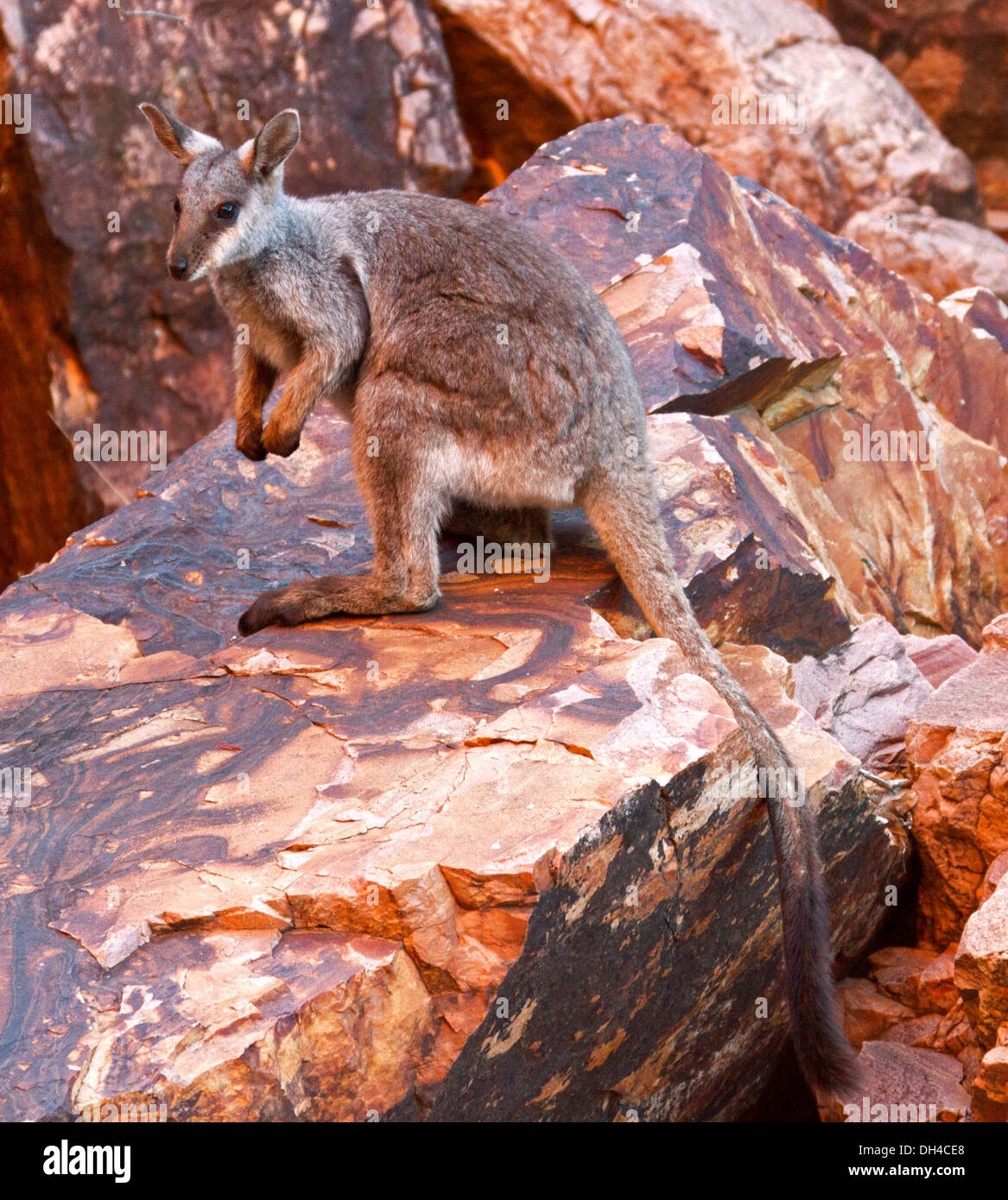 Raro nero-footed rock wallaby Petrogale lateralis sulle rocce nel selvaggio a Simpson Gap nella Catena Montuosa di West MacDonnell vicino a Alice Springs NT Australia Foto Stock