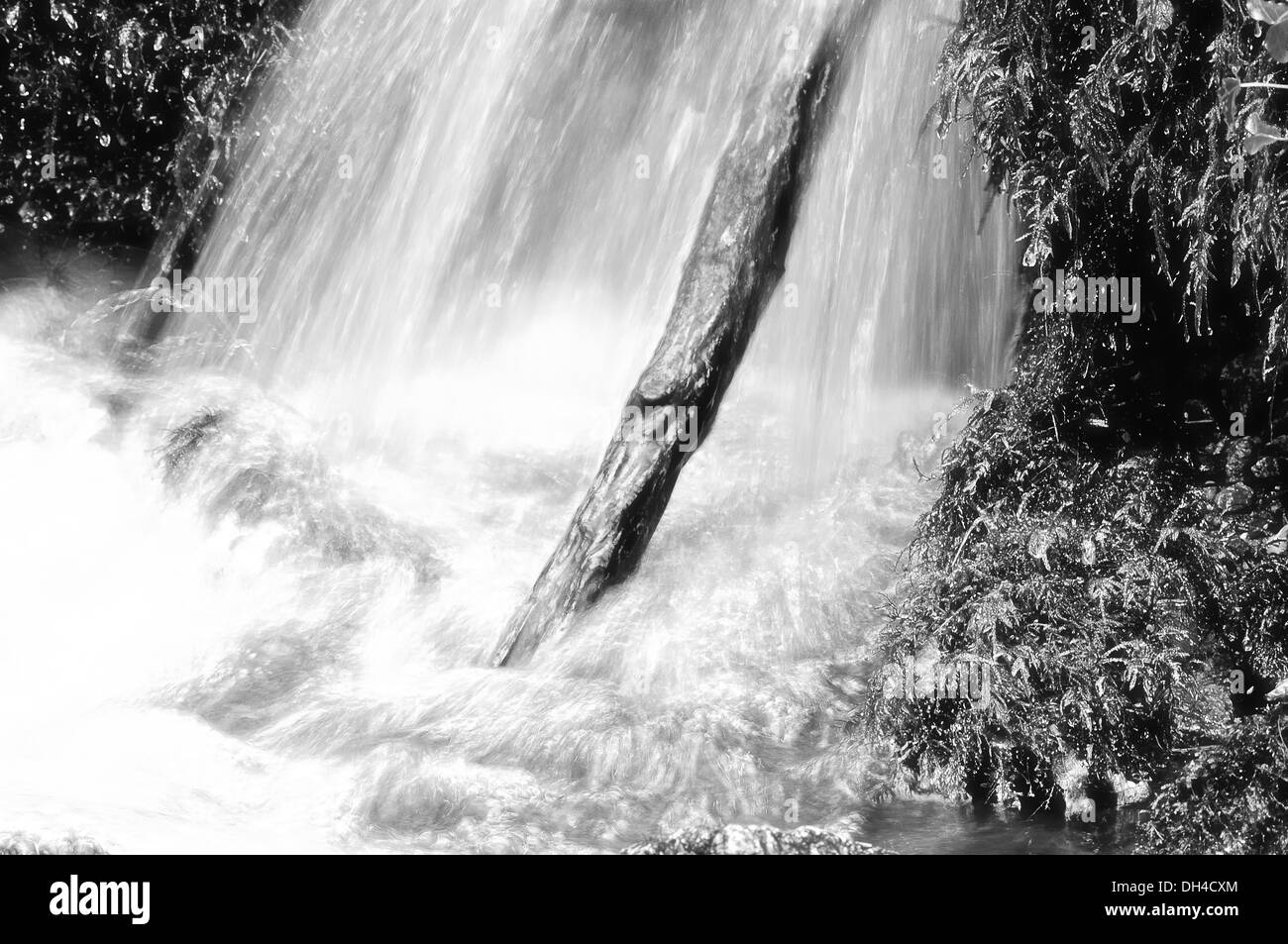 Cascata e il tronco di albero in bianco e nero Foto Stock