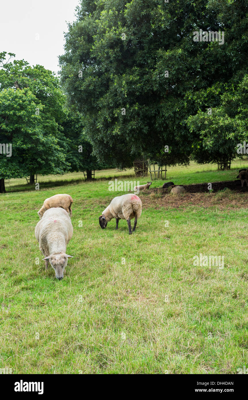 Devon, Inghilterra. Più pecora in piedi in un campo e boschi. Foto Stock