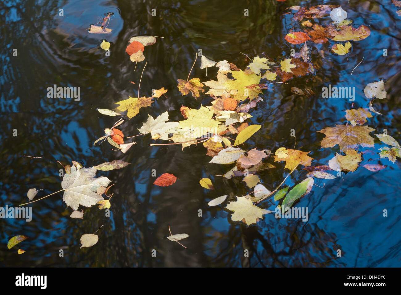 Primo piano di galleggiamento foglie d'oro in una giornata autunnale Foto Stock
