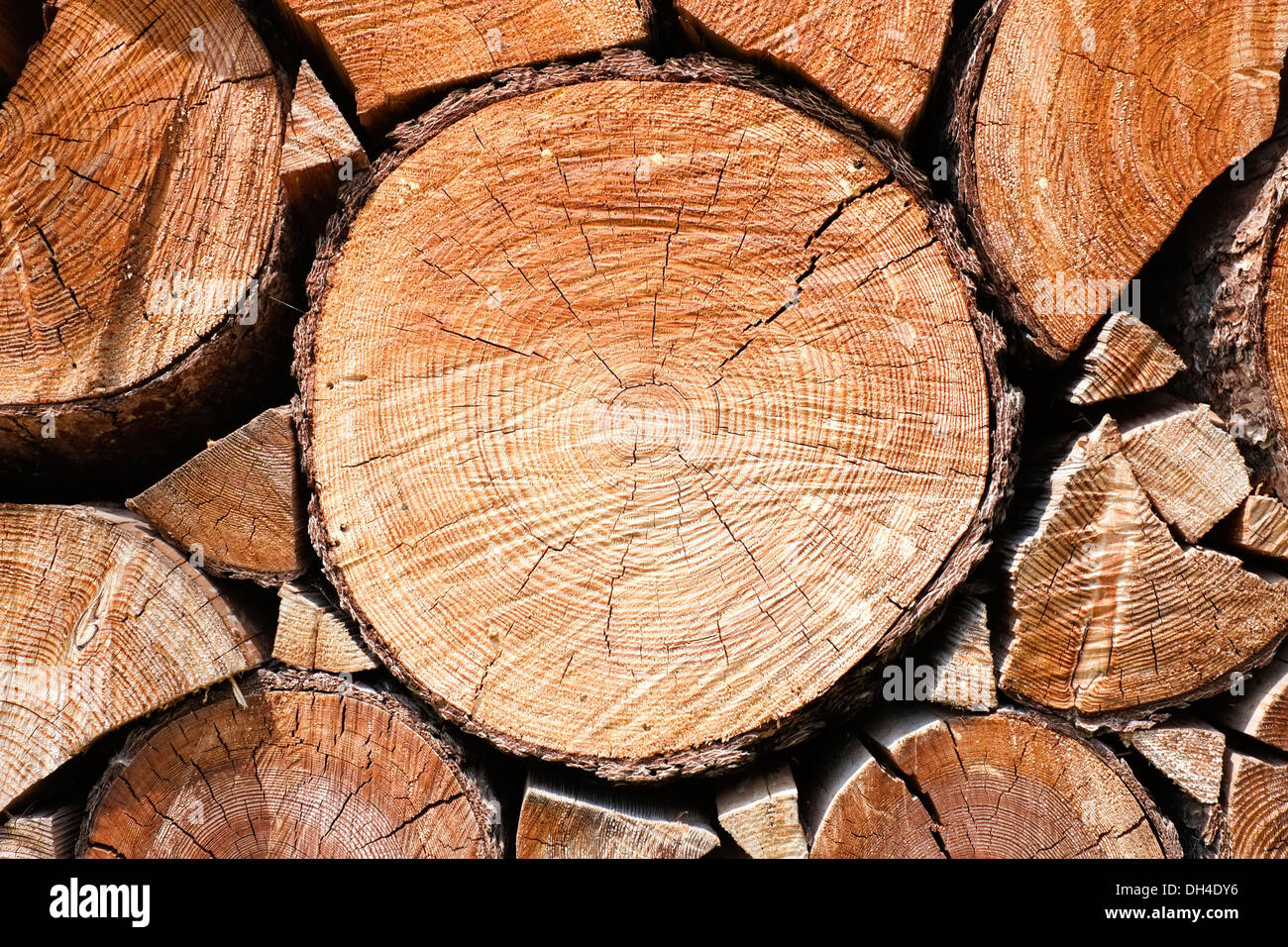Close up di taglio tronco di albero Foto Stock