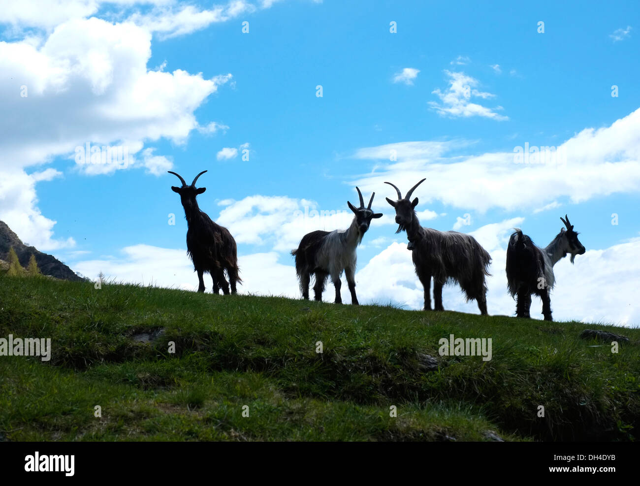 La retroilluminazione di capre nelle Alpi, Premana, Italia Foto Stock