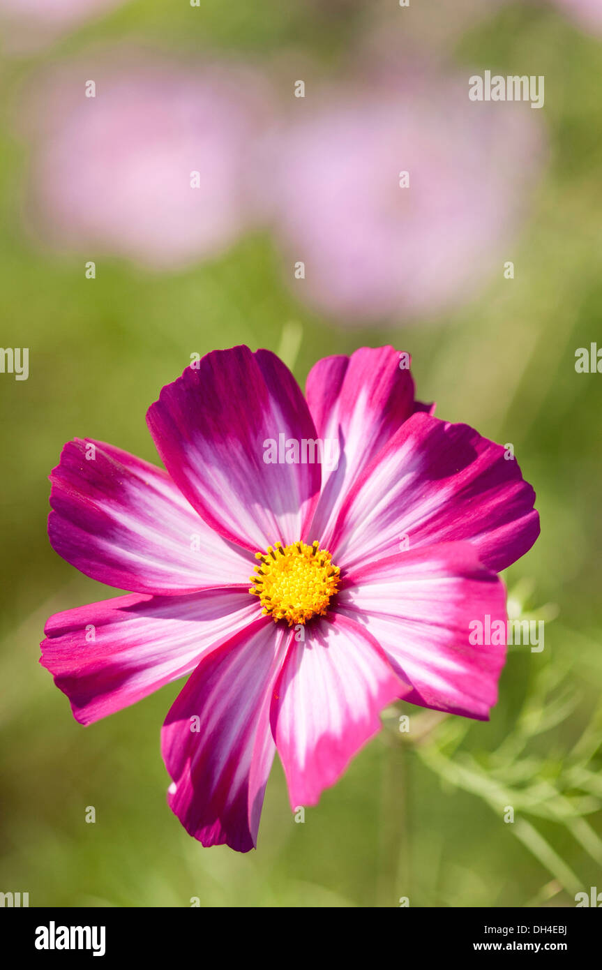 Unico a forma di piattino fiore di Cosmos bipinnatus sensazione Picotee con bianco rosaceo petali irregolarmente orlato di rosso cremisi Foto Stock