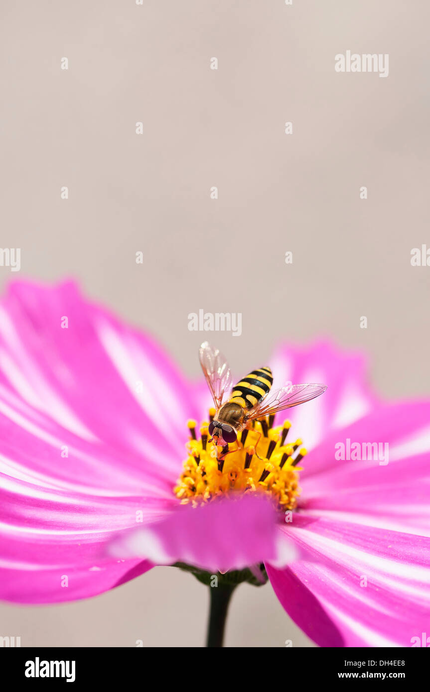 Unico a forma di piattino fiore di Cosmos bipinnatus sensazione Picotee con petali di rosa striate in modo irregolare con bianco e Foto Stock