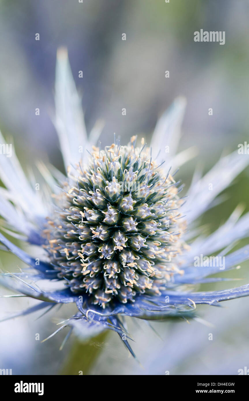 Mare holly, Eryngium x zabelii Jos Eijking. Thistle-come testa di fiori circondata da spinoso di colore argenteo delle brattee blu. Foto Stock