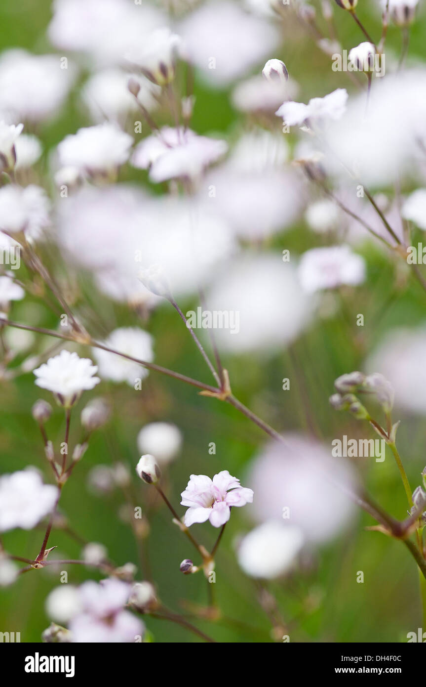 Piccolo, fiori bianchi di Gypsophila Rosenschlier, il fuoco selettivo. Foto Stock