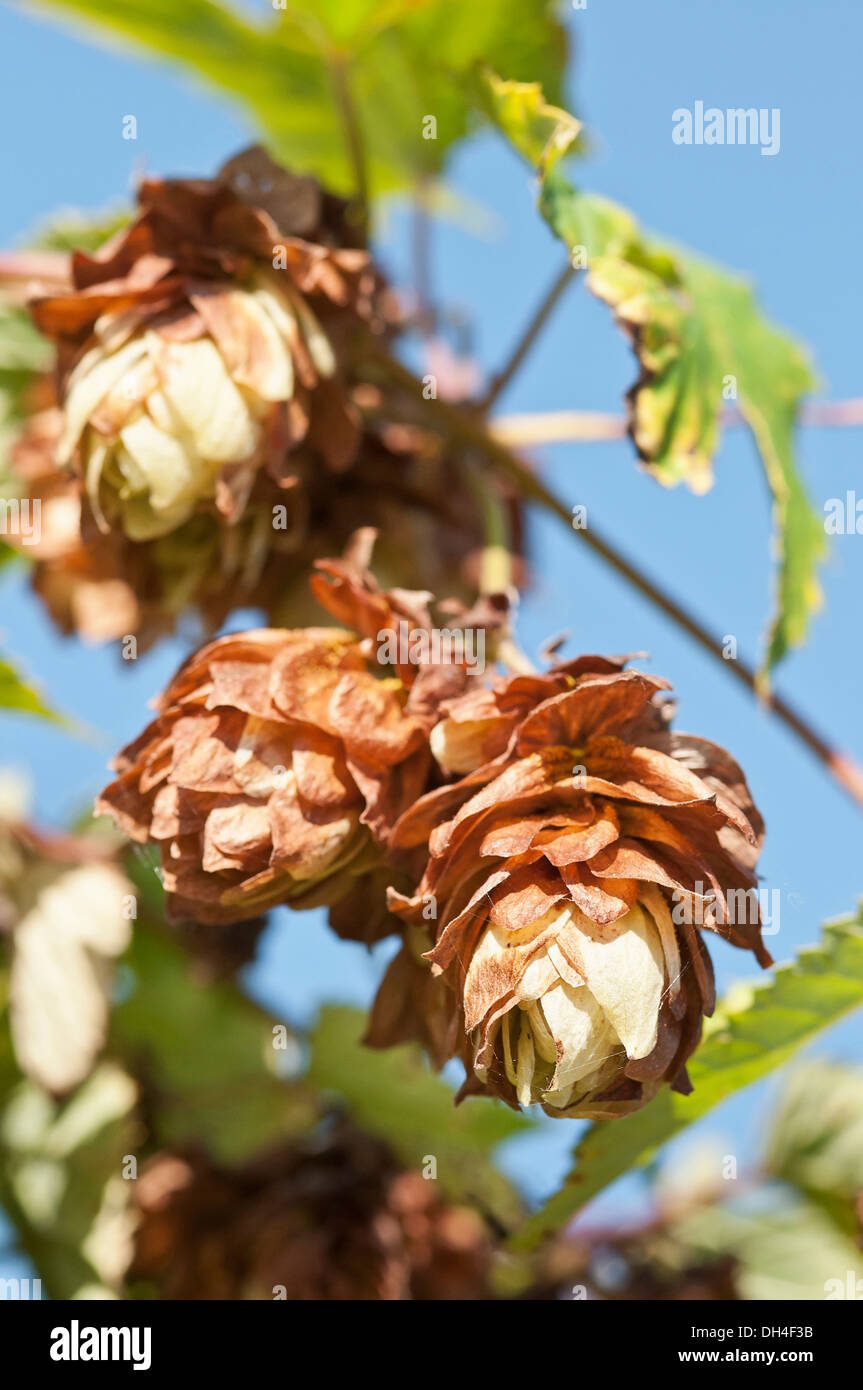 Grappolo di fiori di luppolo, Humulus lupulus crescente dal gambo. Foto Stock