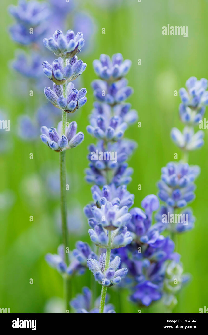 I picchi di fiori di lavanda, Lavandula angustifolia cuscino blu. Foto Stock