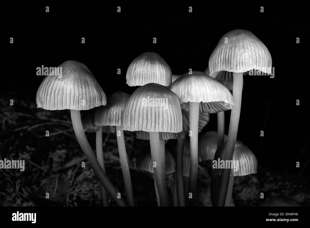 I funghi magici Foto Stock