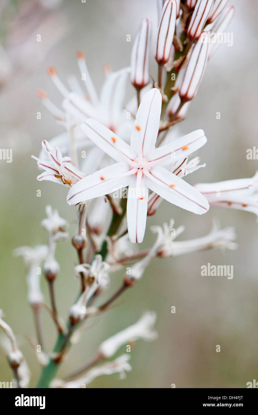 Impianto di denaro, Crassula ovata. Gambo di fiore di bianco e fiori di colore rosa pallido con prominenti stami. Foto Stock