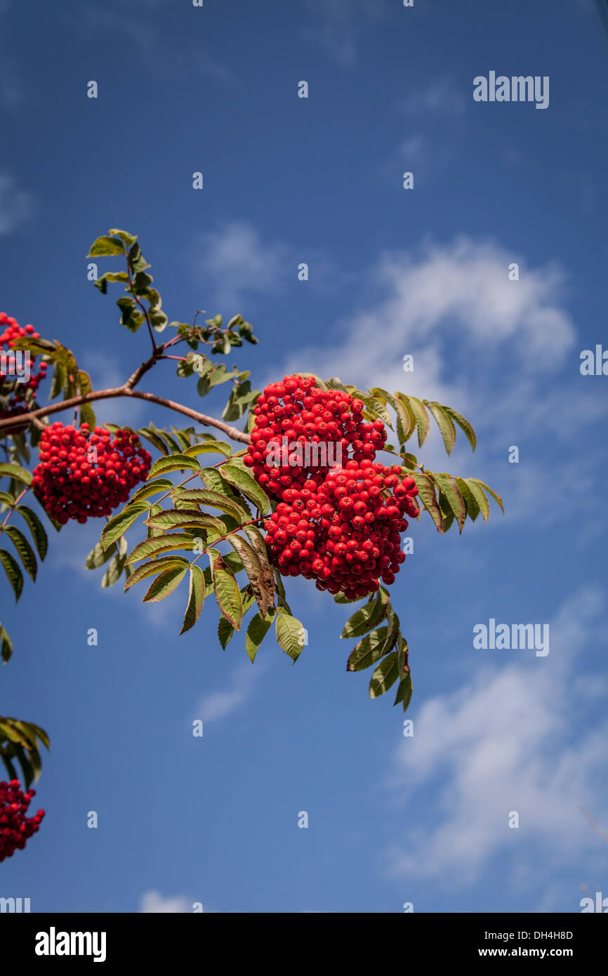 Cluster di red rowan bacche contro un cielo blu in autunno Foto Stock