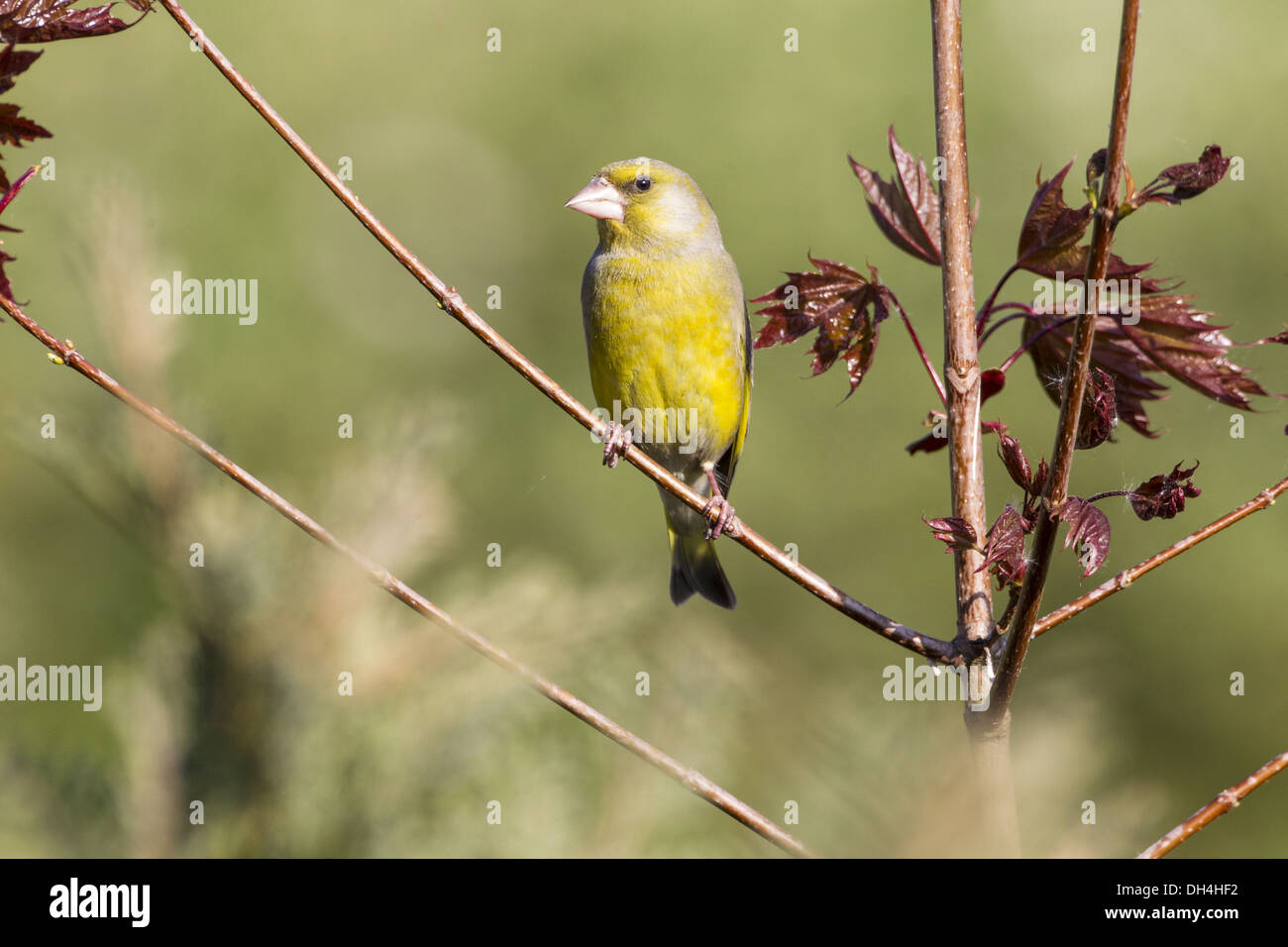 Verdone (Carduelis chloris) Foto Stock