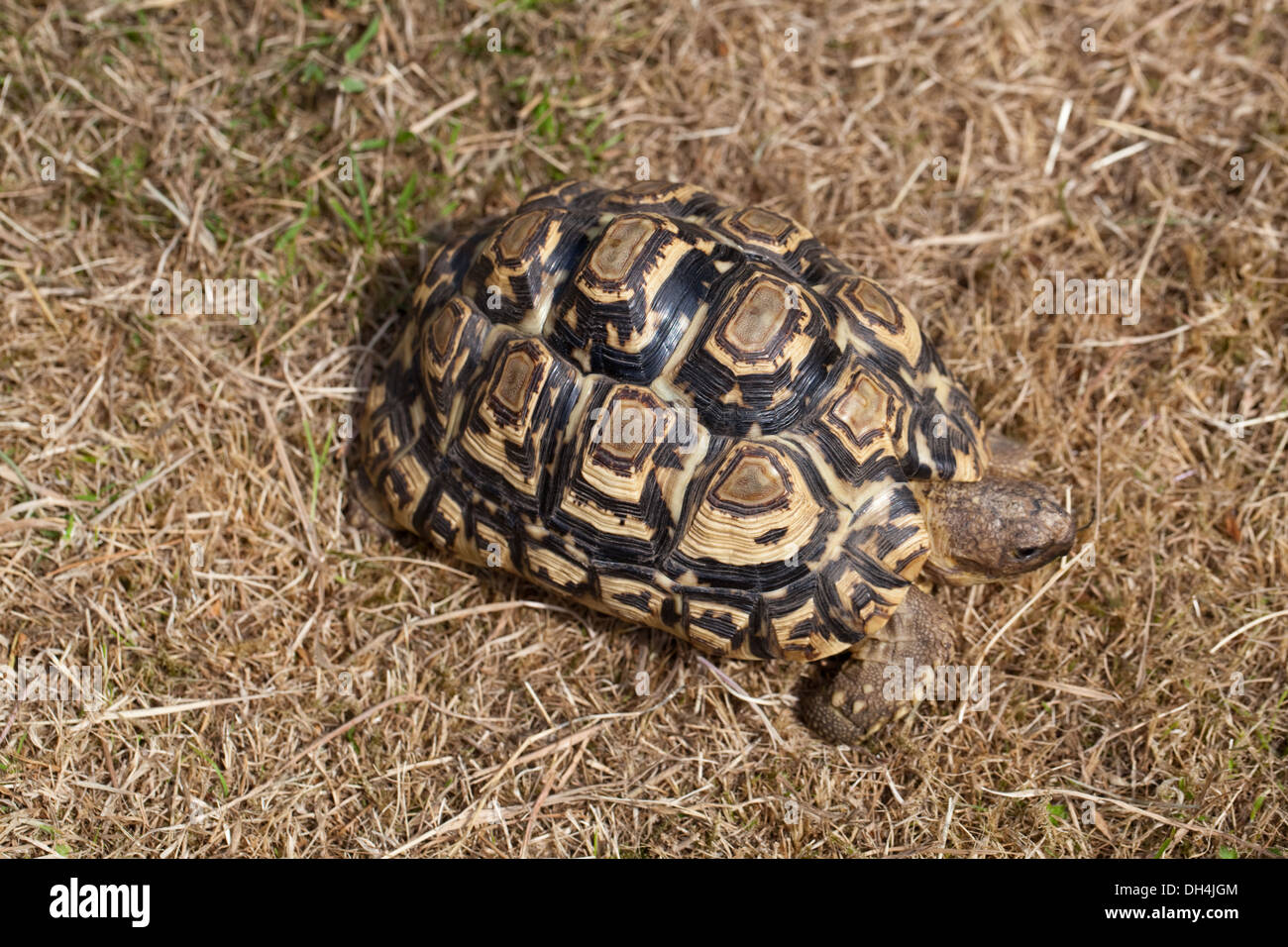 Leopard (tartaruga Geochelone pardalis). Illustrare in che modo criptico marcature del carapace help brake up delineano contro un habitat a secco. Foto Stock