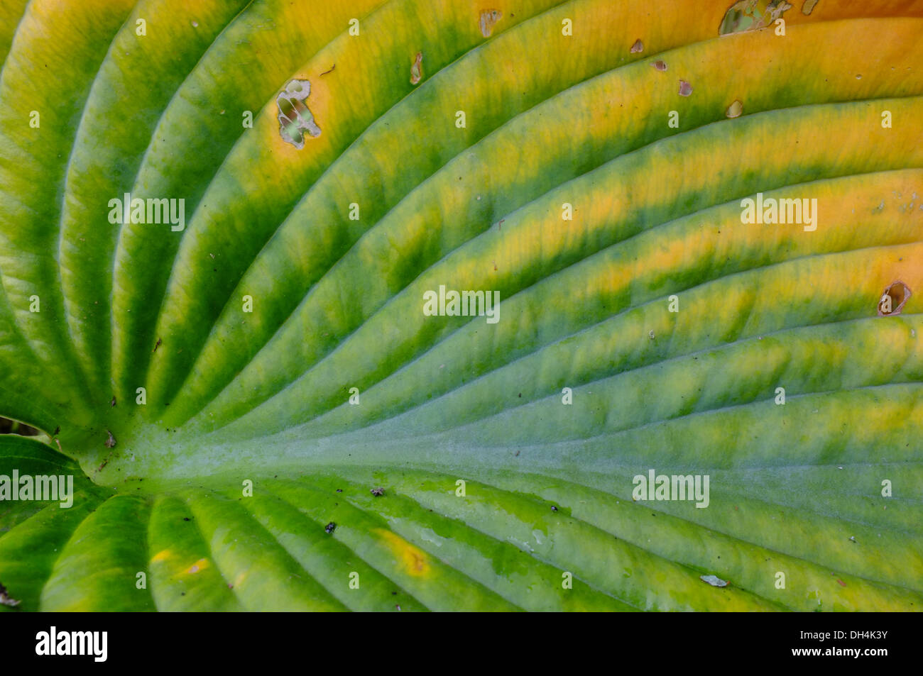 Hosta leaf mostra autunno del cambiamento di colore Foto Stock