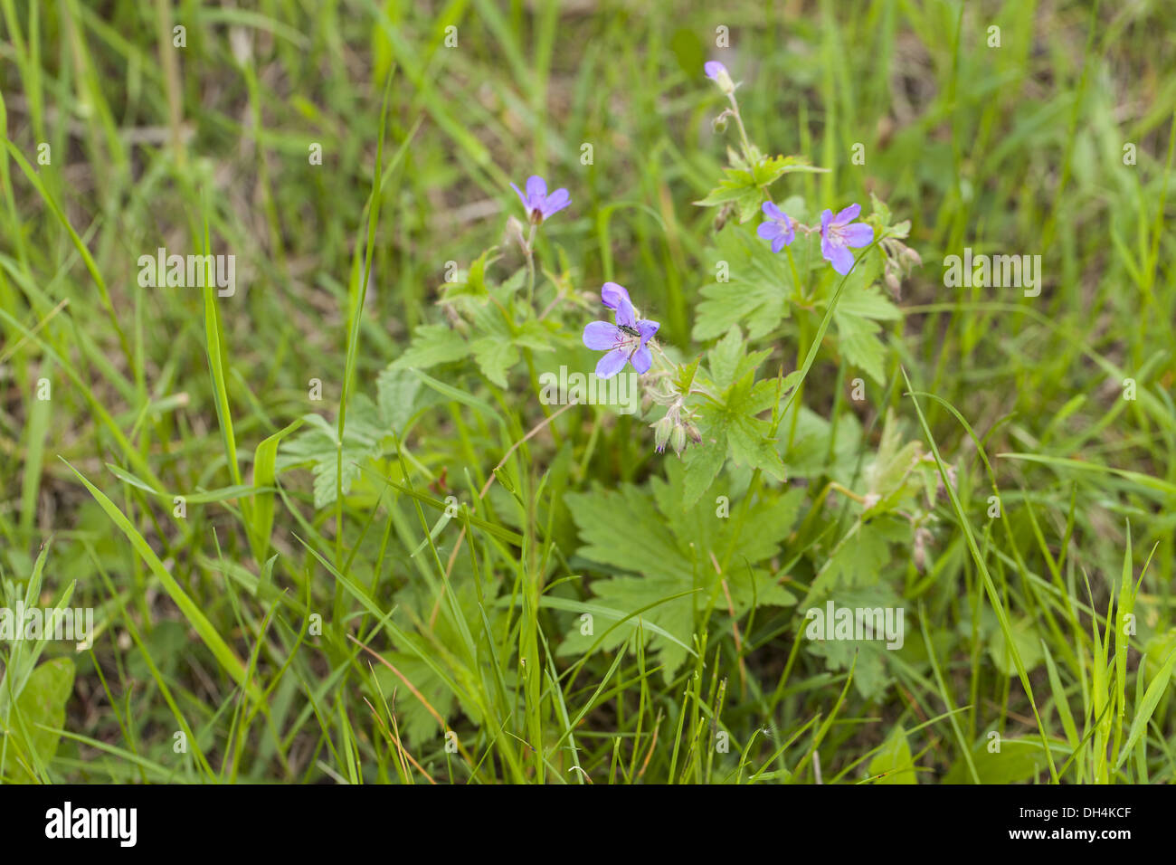 Prato Cranesbill (Geranium pratense) Foto Stock