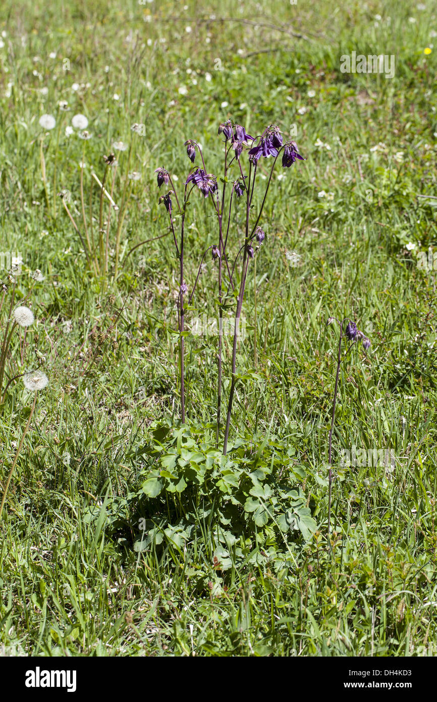 Aquilegia alpina (Aquilegia) Foto Stock