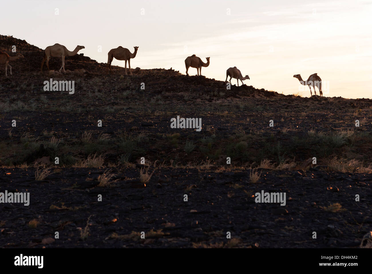 Silhouette di wild mandria di dromedario cammelli sulla roccia di granito affioramento all'alba, il Deserto del Sahara, Mauritania, Africa nordoccidentale Foto Stock