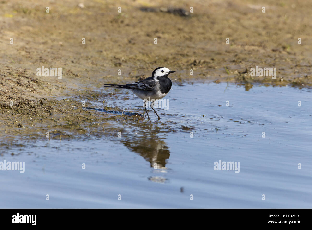 White Wagtail (Motacilla alba) Foto Stock