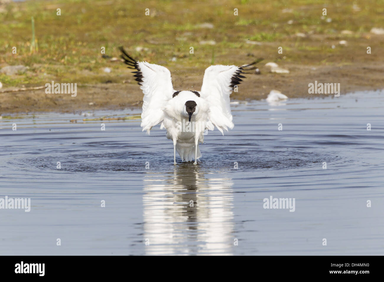 Avocet (Recurvirostra avosetta) Foto Stock