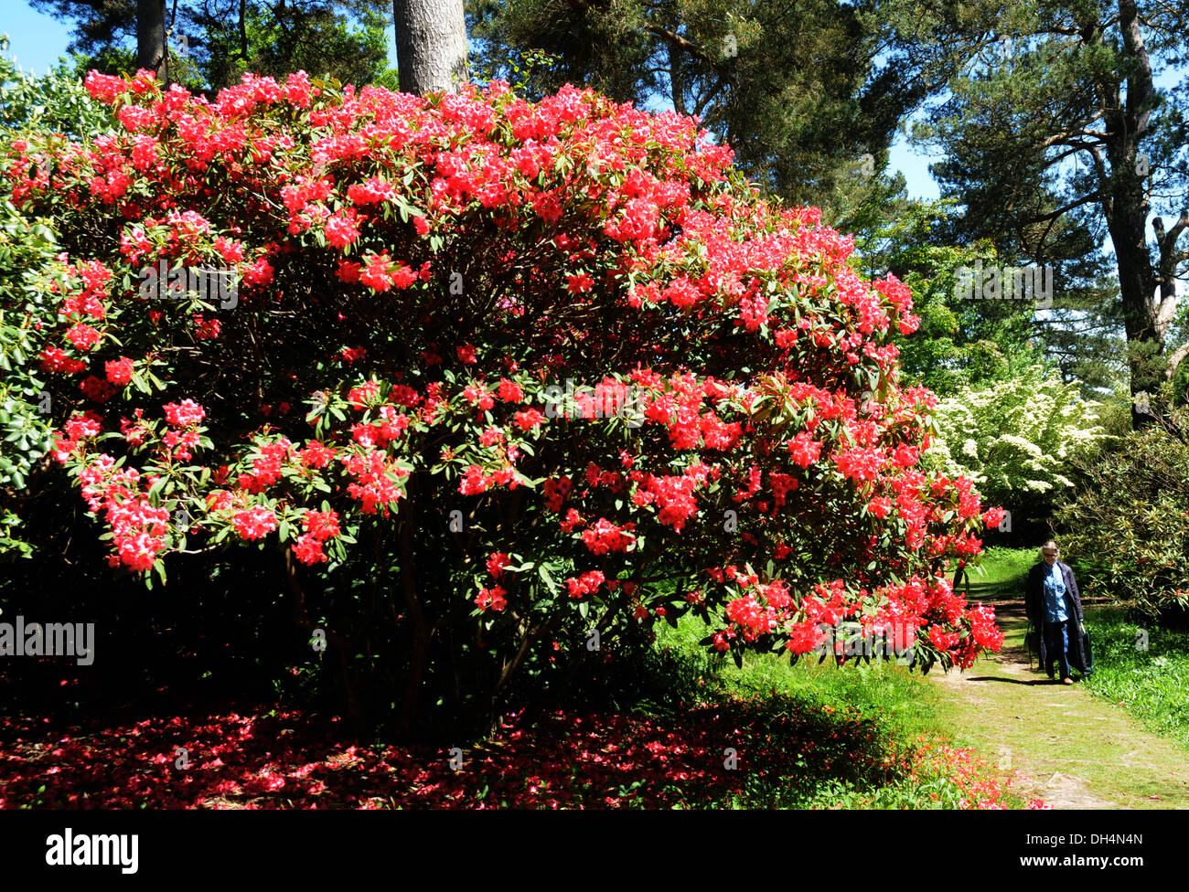 Rhododendron nel National Trust Gardens at Nymans, Handcross, Haywards Heath, West Sussex Foto Stock