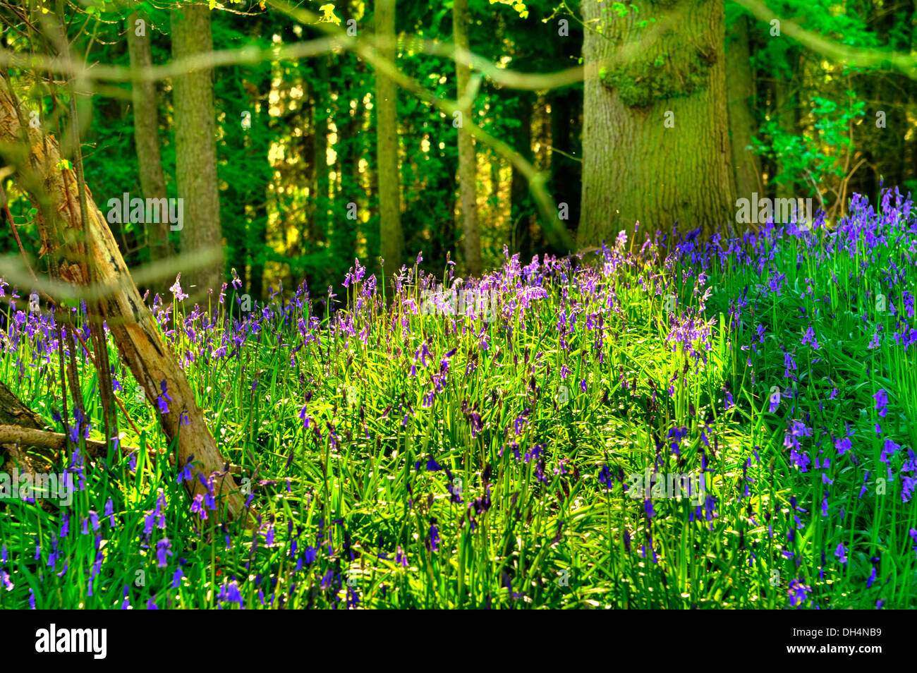 Bluebells (Hyacinthoides non scripta) in una foresta boschiva Foto Stock