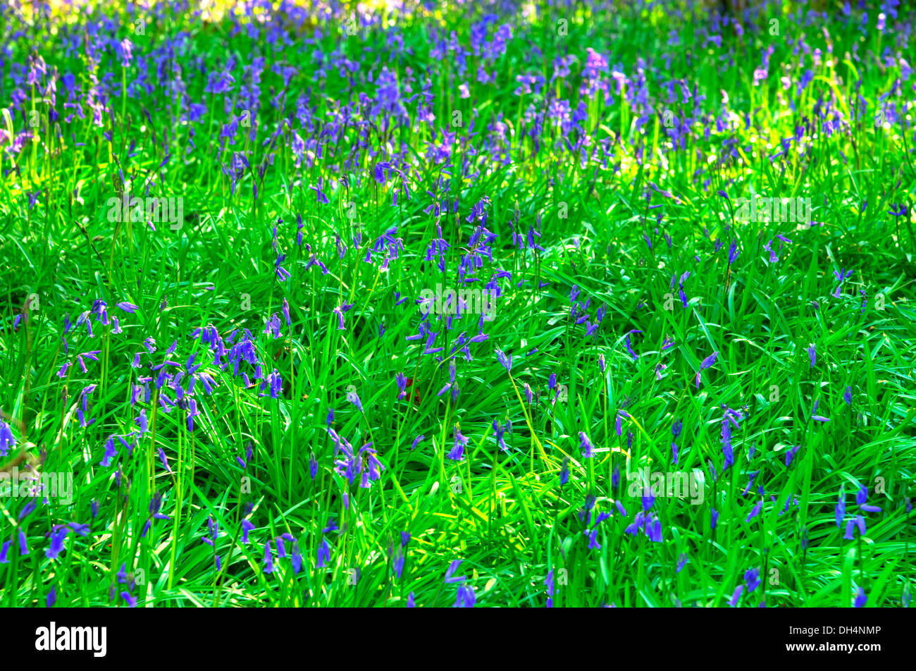 Bluebells (Hyacinthoides non scripta) in una foresta boschiva Foto Stock