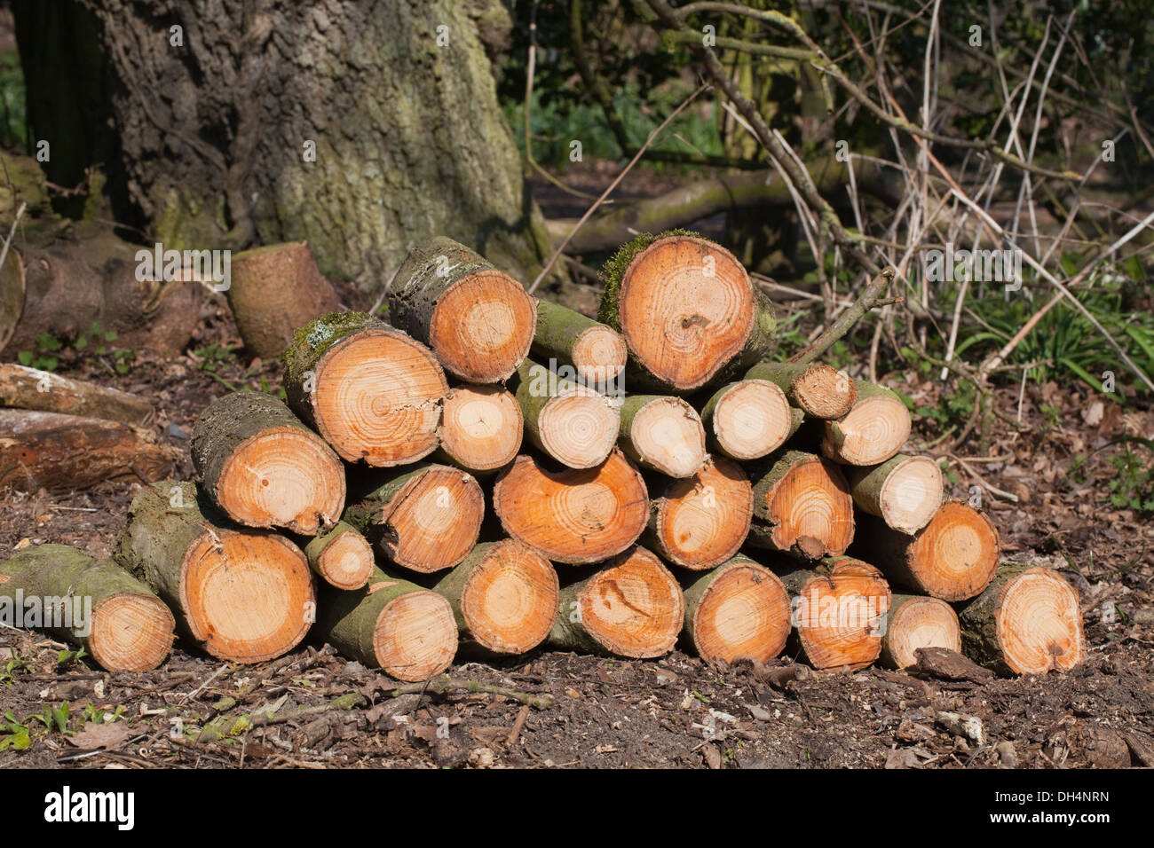 Cenere comune (Fraxinus excelsior). Tagliata di fresco, chainsawn logs. Foto Stock